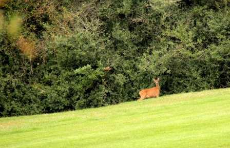 biche sur le golf