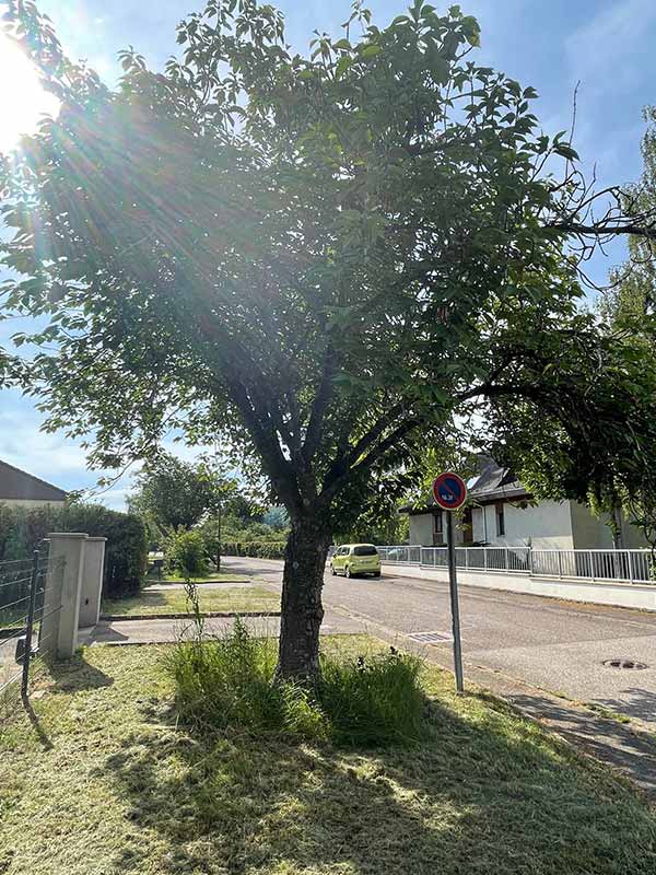 Au pied de l'Arbre