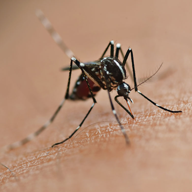 Mosquito sucking human blood on extrem macro
